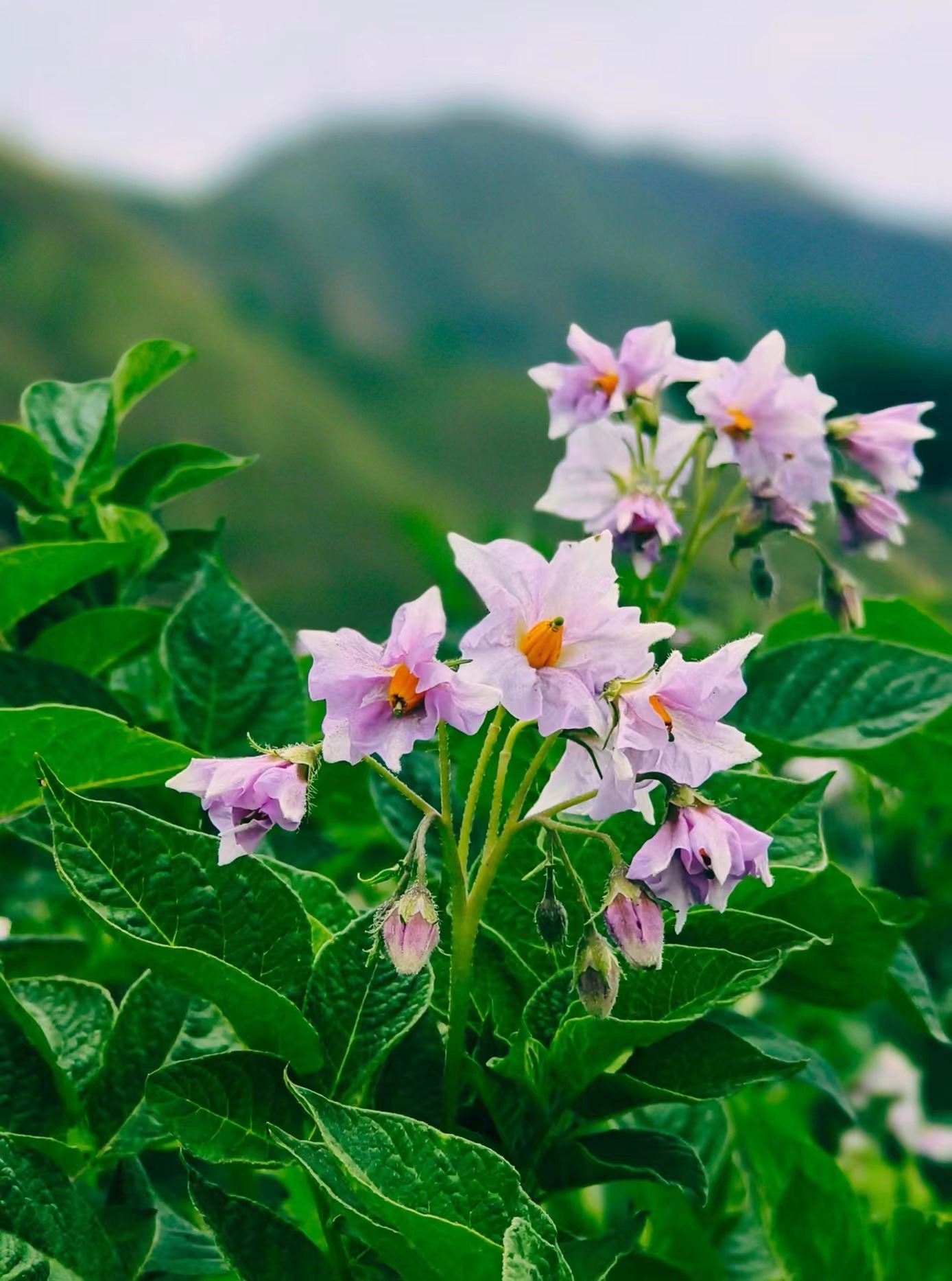 洋芋花开。 王十梅 摄